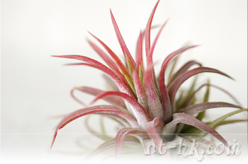 Ionantha Fuego