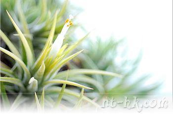 Ionantha Peach