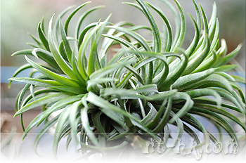 Ionantha Ron