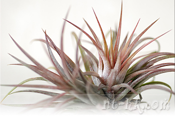 Ionantha Rubra