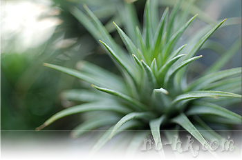 Ionantha Selecta