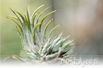 Ionantha v stricta