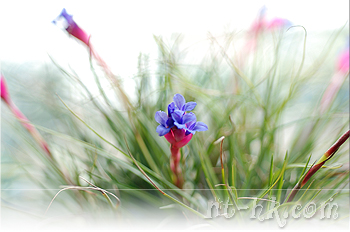 Tenuifolia blue