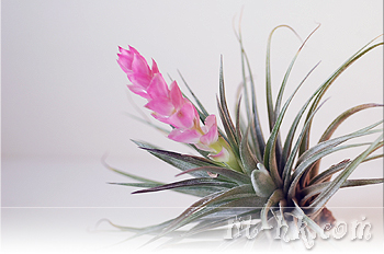 Stricta Silver Star