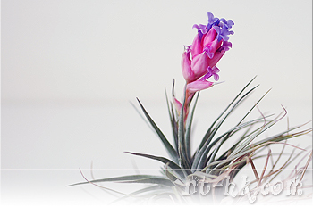 Stricta Stiff Purple