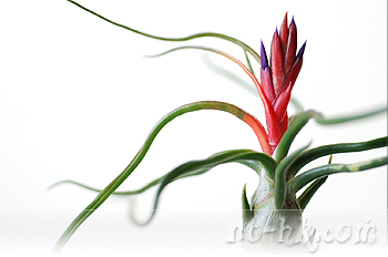 Bulbosa