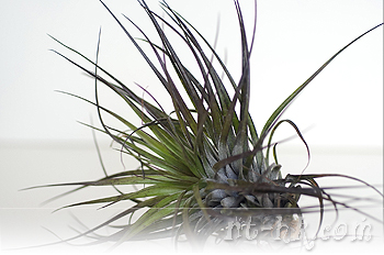 Stricta Midnight