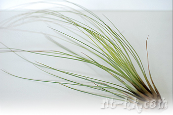 Juncea