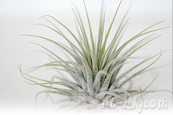 Ionantha Guat.