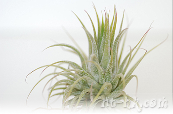 Ionantha Conehead